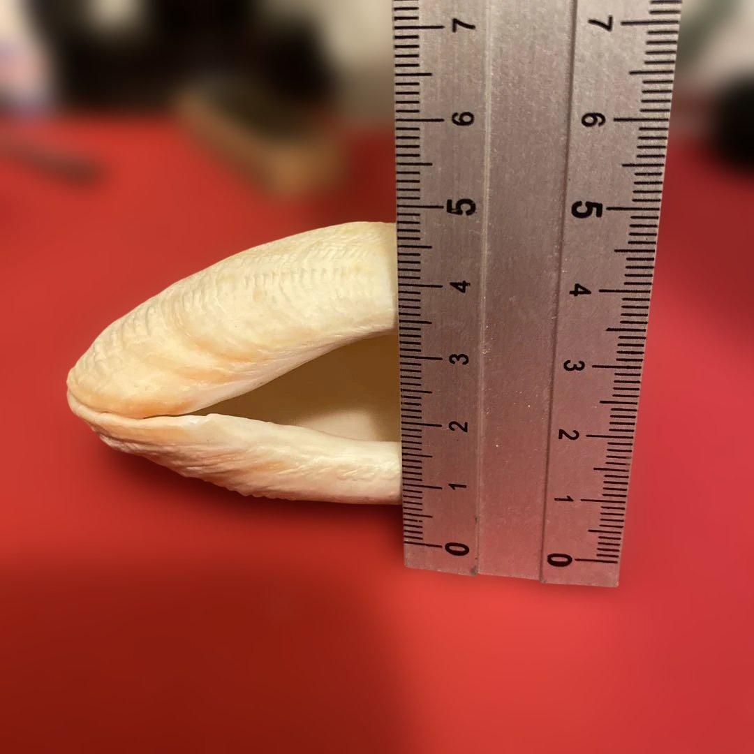 ヒメジャコ、硨磲貝
