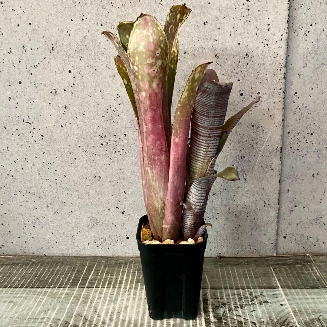 レア！タンクブロメリア　ビルベルギア　『Talbot Lovely Josie』