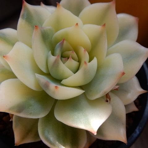 ピンクチップ錦♥マジョリカ♥　多肉植物　エケベリア