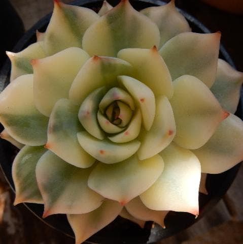 ピンクチップ錦♥マジョリカ♥　多肉植物　エケベリア
