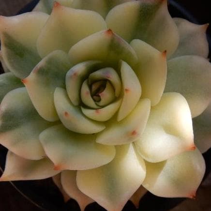 ピンクチップ錦♥マジョリカ♥　多肉植物　エケベリア