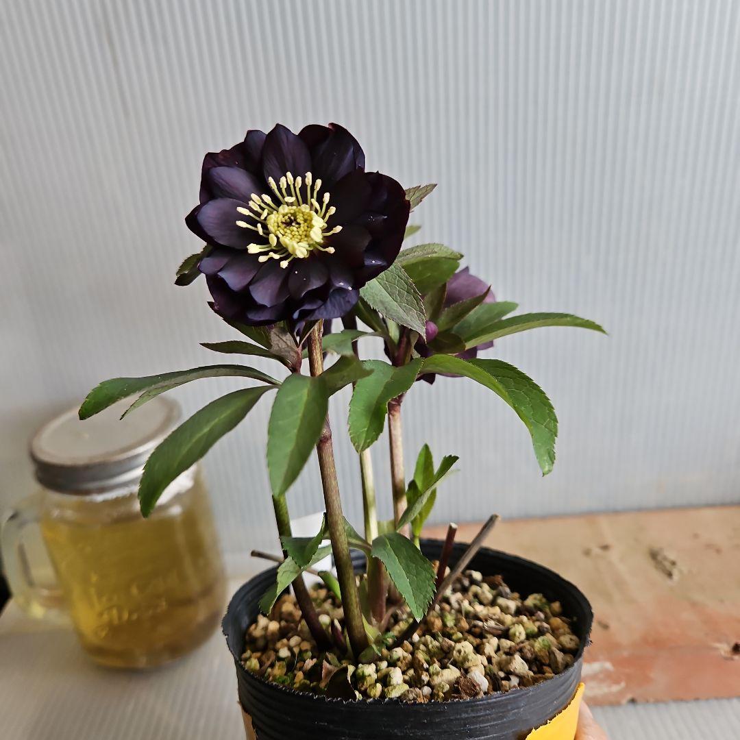 ㉖-621クリスマスローズ