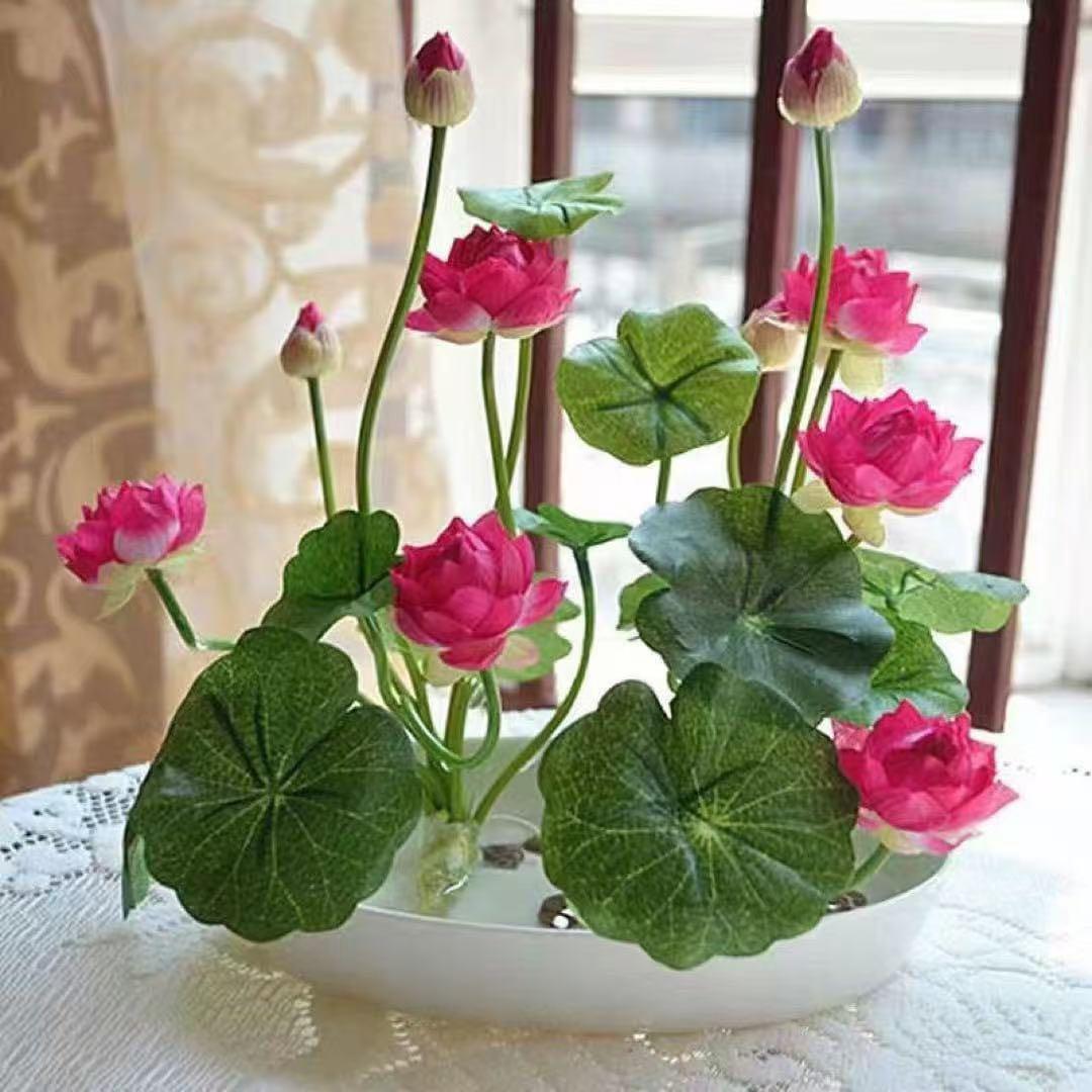 ミニハスの種　茶碗蓮　ハスの種　屋内外植付け可能　蓮の種　200粒入り