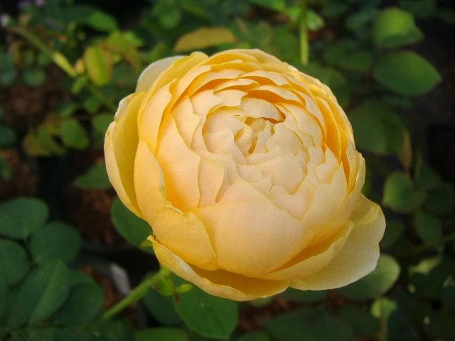 シャルロット　6号スリット　ER　芽接ぎ苗　イングリッシュローズ