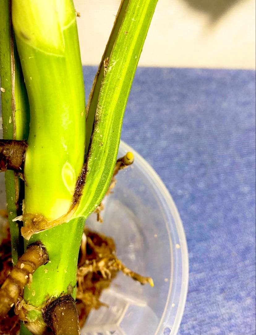 極太茎2㎝／大葉29㎝ ／脇芽・成長点有 イエローマリリン モンステラ 班入り㉟