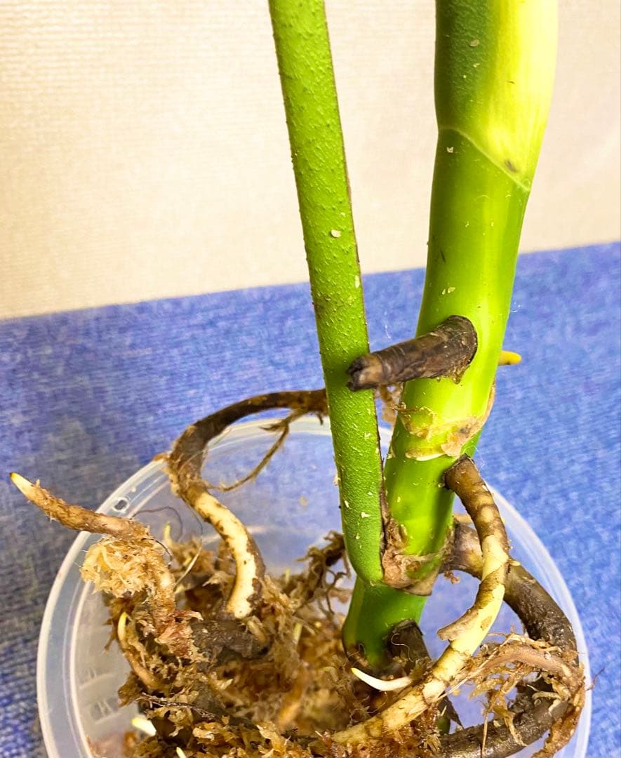 極太茎2㎝／大葉29㎝ ／脇芽・成長点有 イエローマリリン モンステラ 班入り㉟