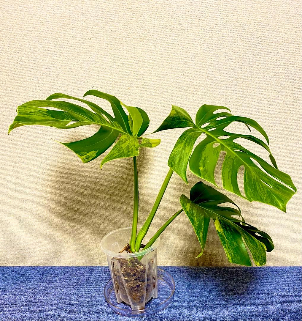 極太茎2㎝／大葉29㎝ ／脇芽・成長点有 イエローマリリン モンステラ 班入り㉟