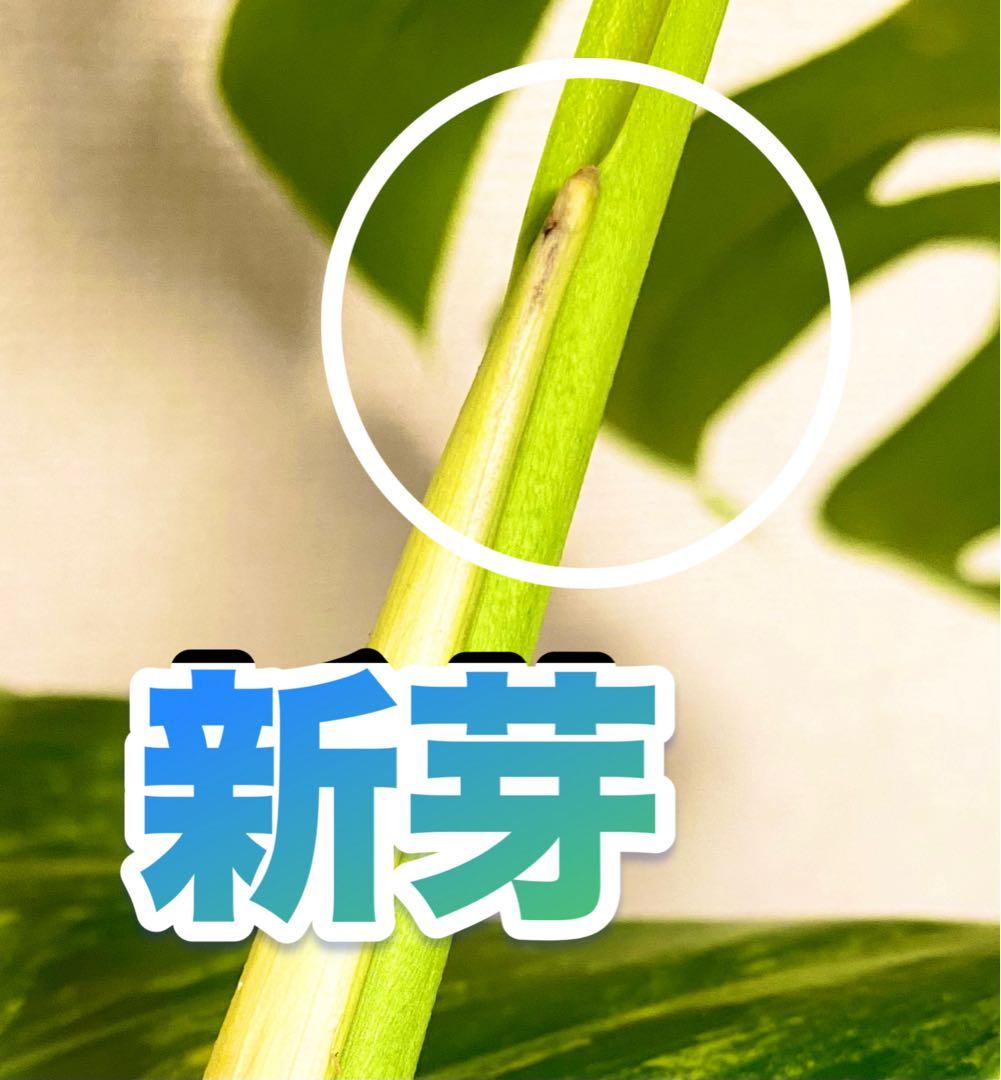 極太茎2㎝／大葉29㎝ ／脇芽・成長点有 イエローマリリン モンステラ 班入り㉟