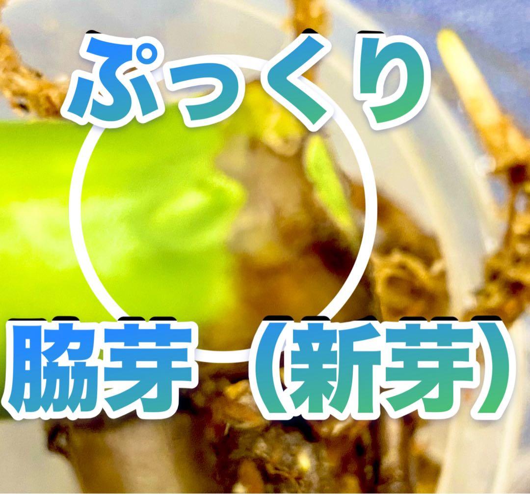 極太茎2㎝／大葉29㎝ ／脇芽・成長点有 イエローマリリン モンステラ 班入り㉟