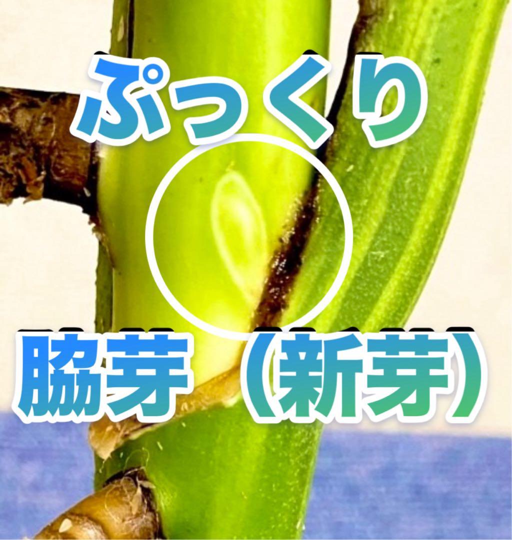 極太茎2㎝／大葉29㎝ ／脇芽・成長点有 イエローマリリン モンステラ 班入り㉟
