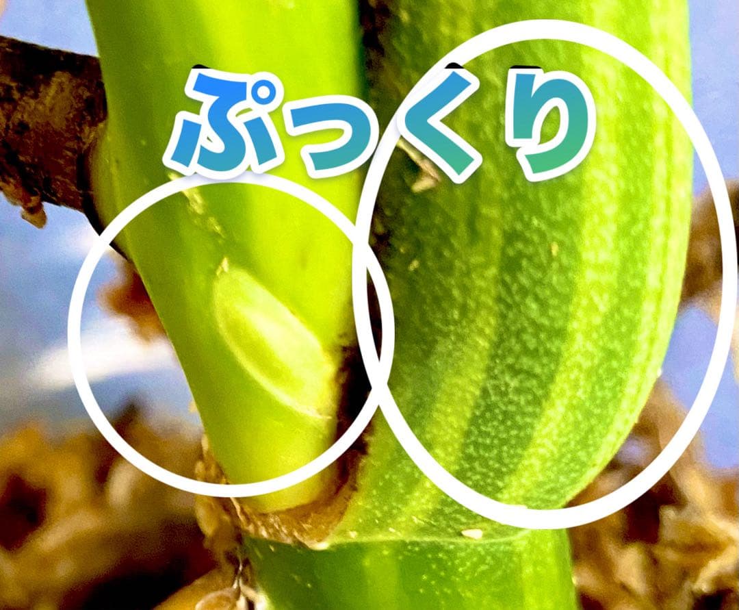 極太茎2㎝／大葉29㎝ ／脇芽・成長点有 イエローマリリン モンステラ 班入り㉟