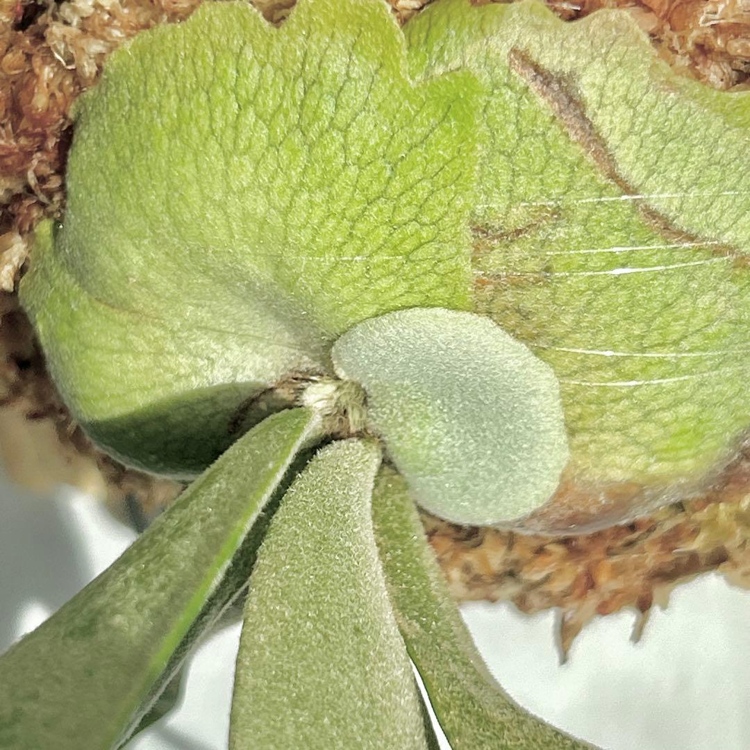 P. Willinckii Jade Girl(TC)【69】
