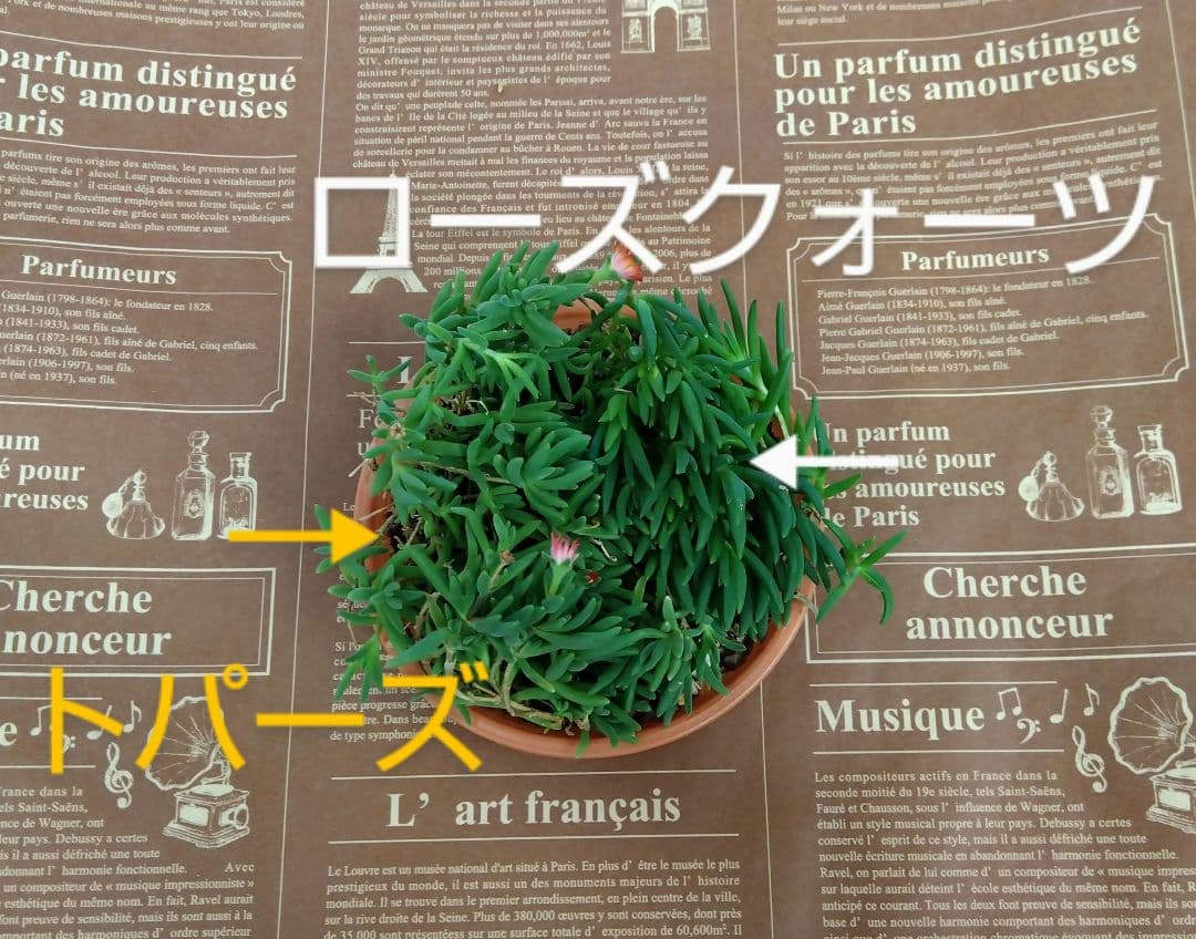デロスペルマ 砂漠の宝石 カット苗 オレンジ & ピンク