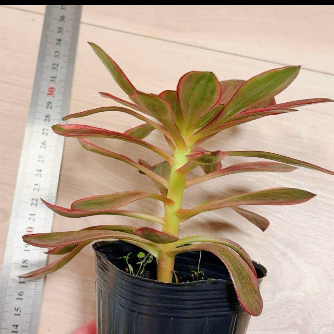 多肉植物アエオニウム錦❤️ ブードゥー糸引き錦 ❤️1大頭14-16cm拔き苗