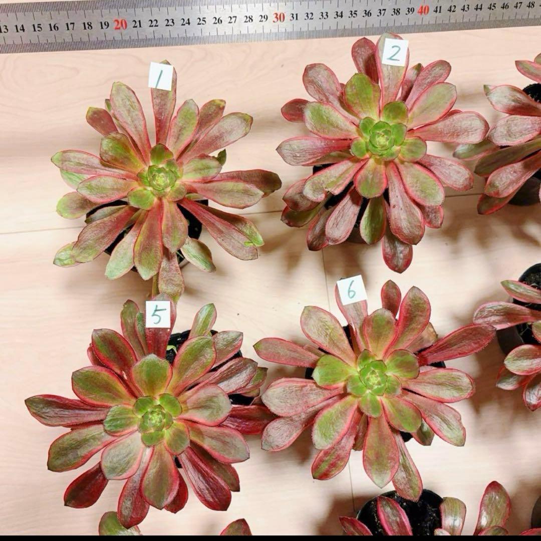 多肉植物アエオニウム錦❤️ ブードゥー糸引き錦 ❤️1大頭14-16cm拔き苗