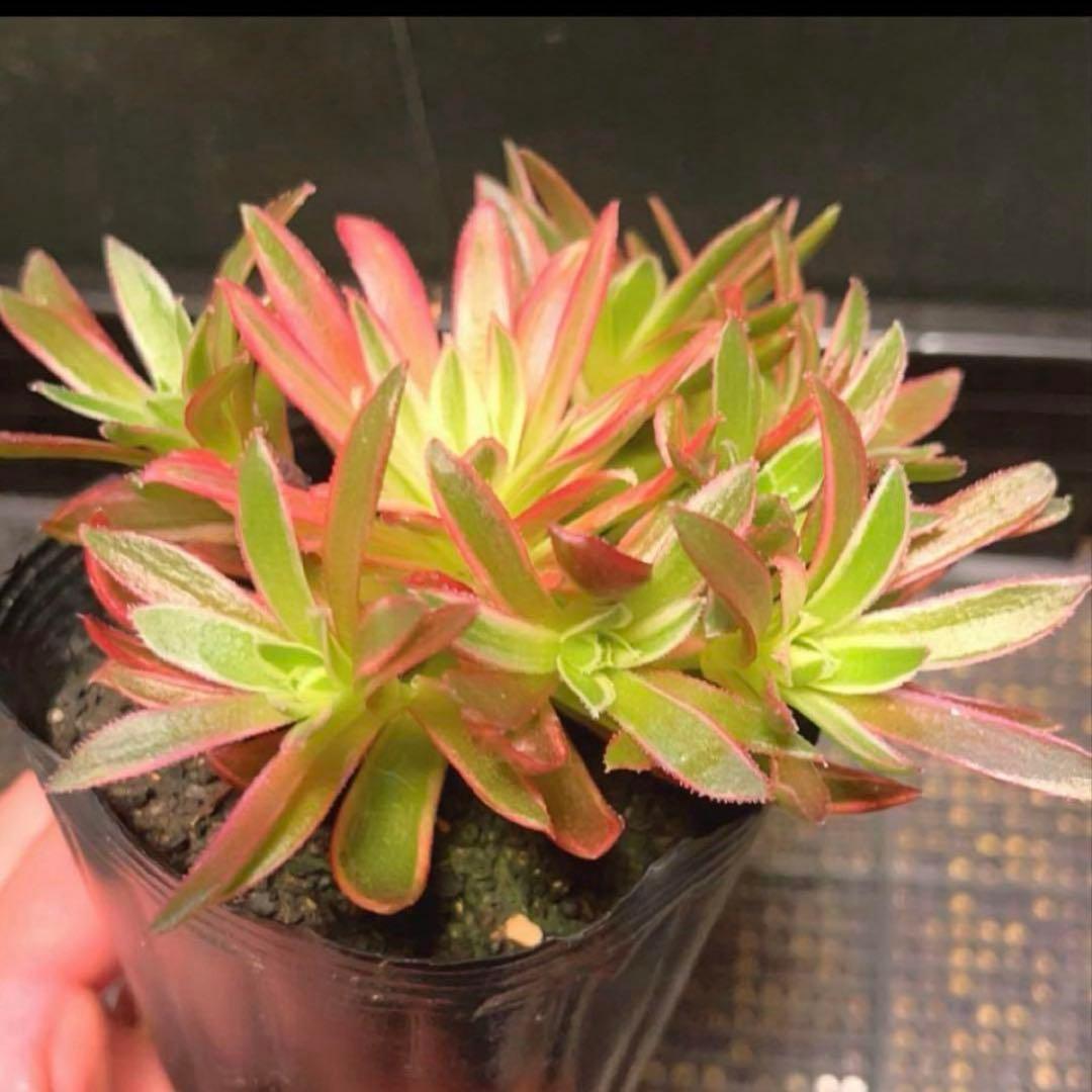 93 #多肉植物アエオニウム錦❤️朱雀❤️フェニックフレイム錦❤️9頭12cm拔き苗