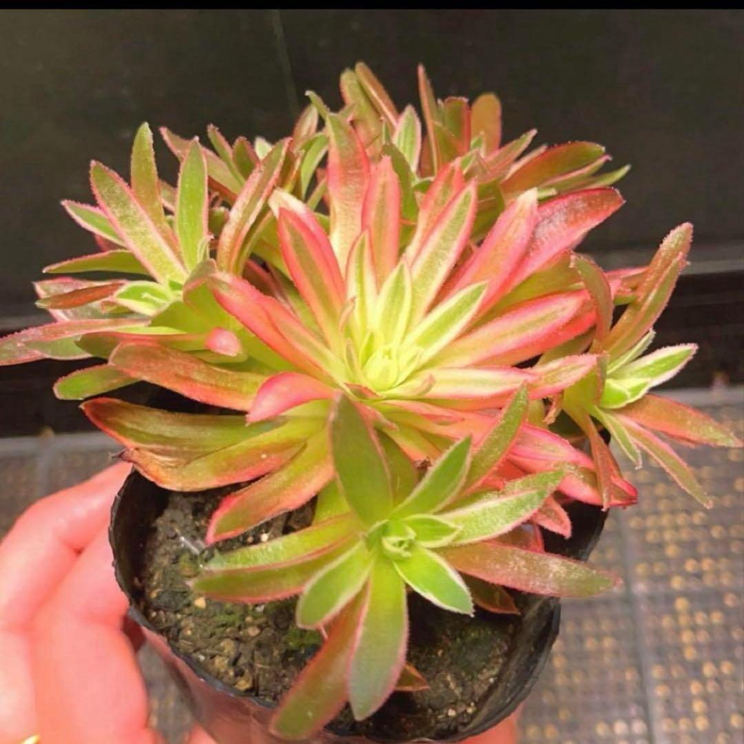 93 #多肉植物アエオニウム錦❤️朱雀❤️フェニックフレイム錦❤️9頭12cm拔き苗
