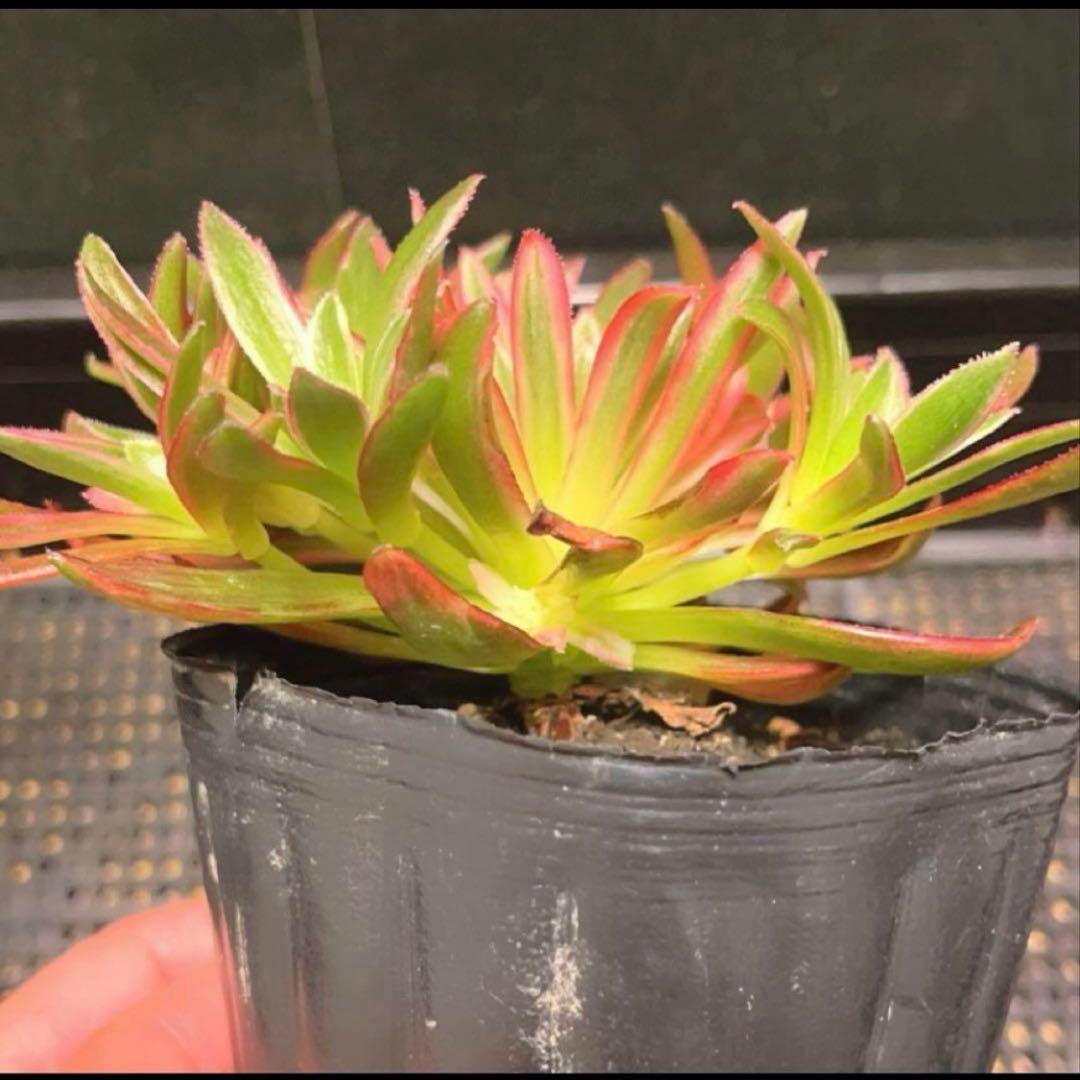 93 #多肉植物アエオニウム錦❤️朱雀❤️フェニックフレイム錦❤️9頭12cm拔き苗