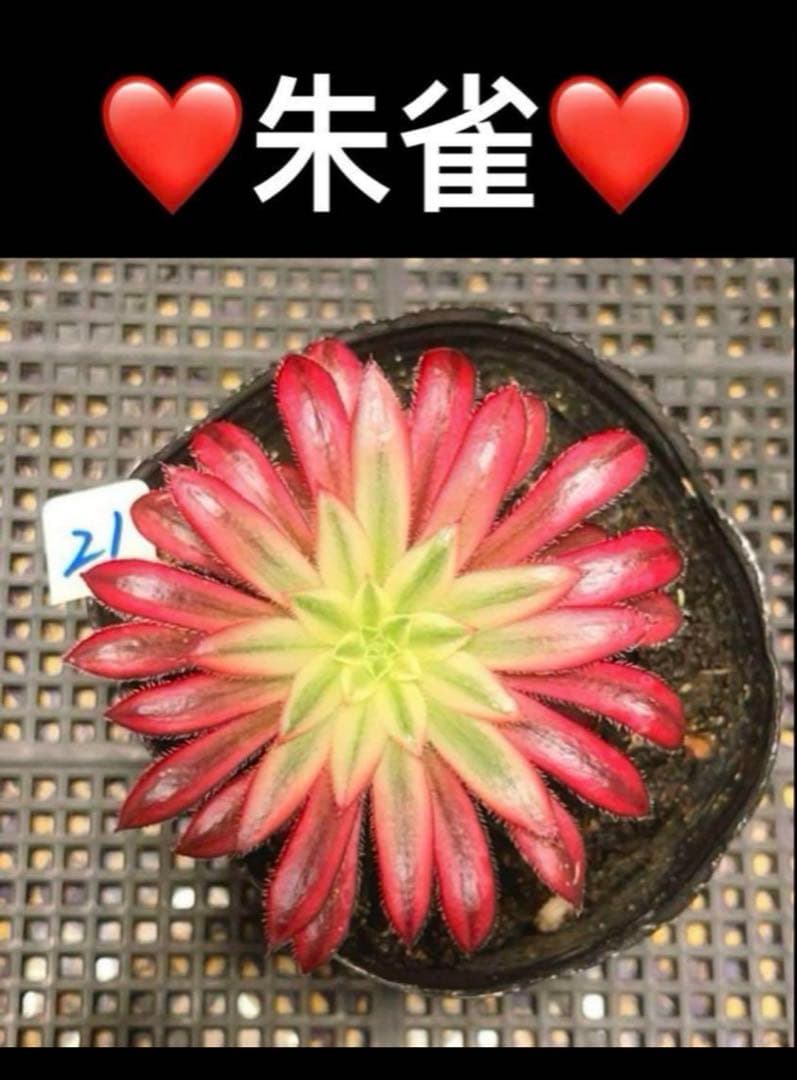 93 #多肉植物アエオニウム錦❤️朱雀❤️フェニックフレイム錦❤️9頭12cm拔き苗