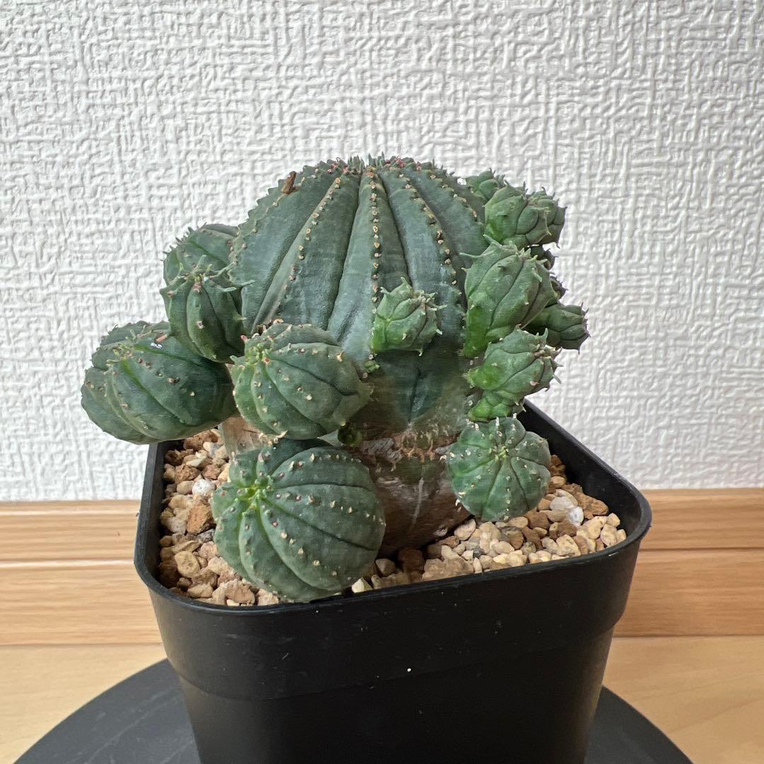 ユーフォルビア　オベサ　斑入り　子株多数