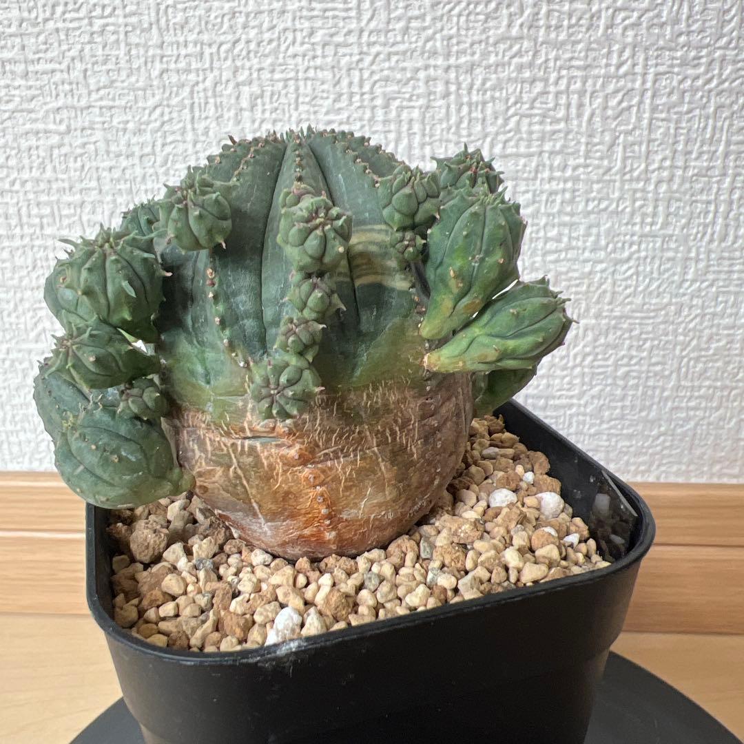 ユーフォルビア　オベサ　斑入り　子株多数
