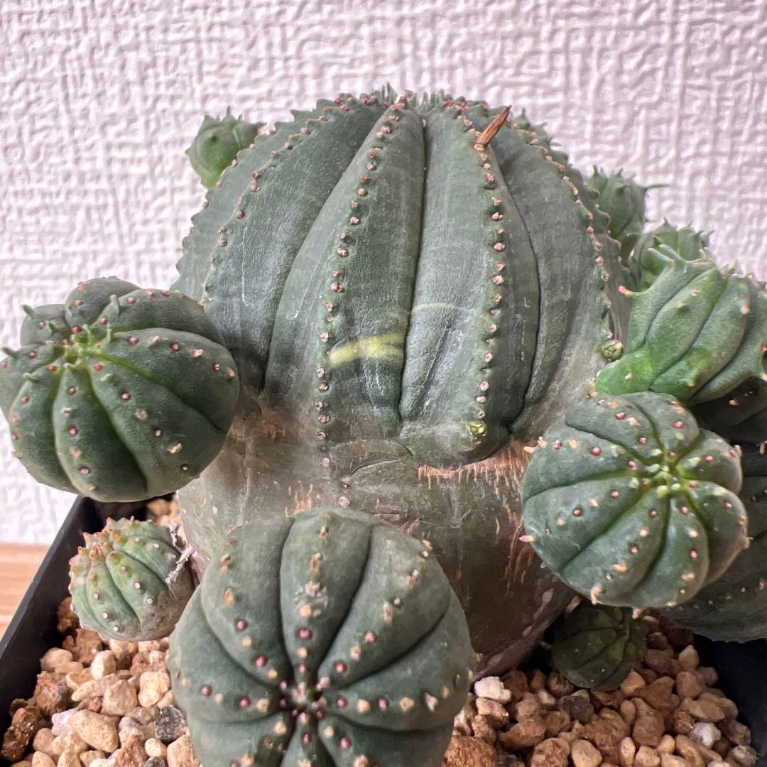 ユーフォルビア　オベサ　斑入り　子株多数
