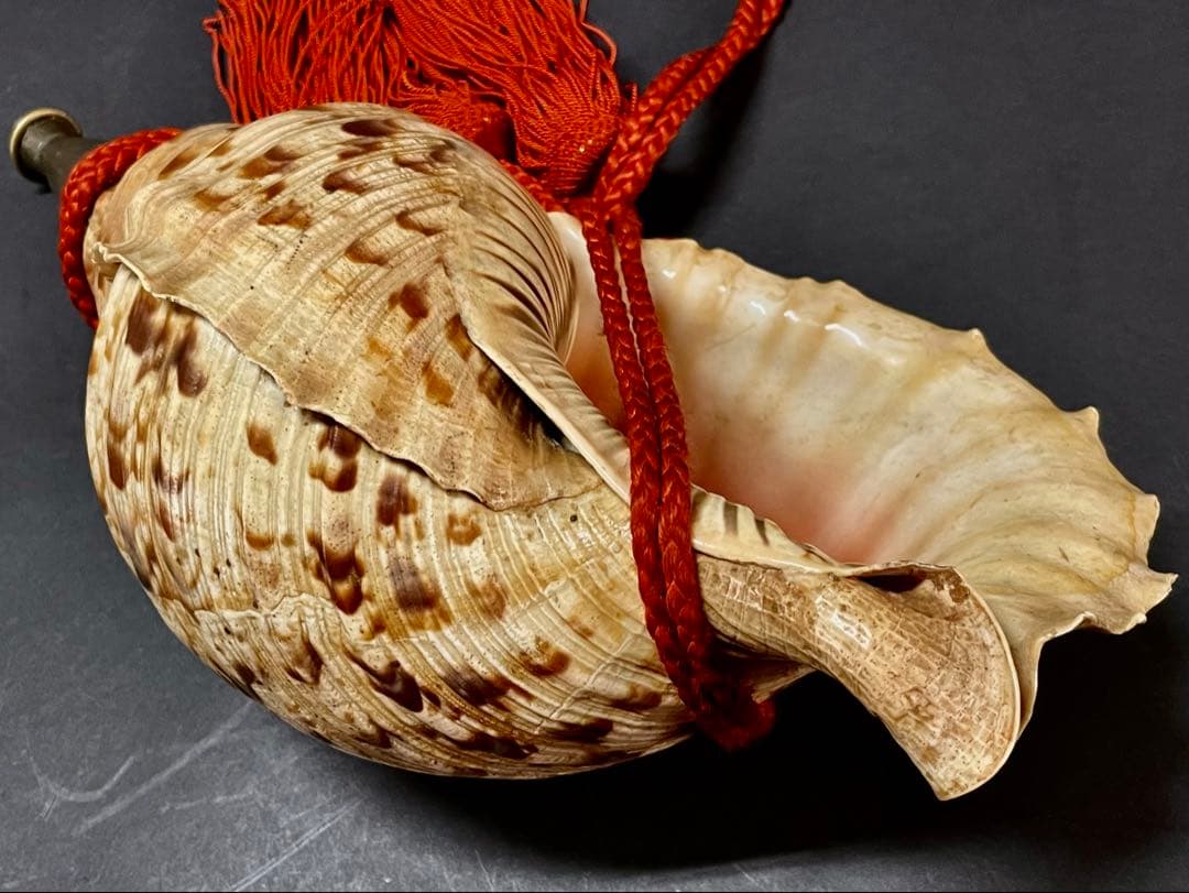 割引❣️【美品】「母」 法螺貝 ほら貝 口金 38cm 山伏 修験道 (218A)