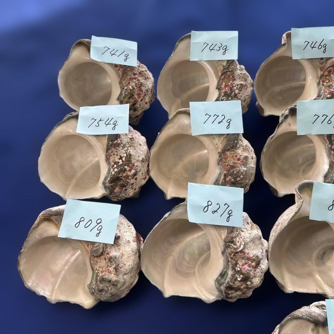 夜光貝　ヤコウ貝　まとめ売り　16個　12、7kg アクセサリー　ルアー
