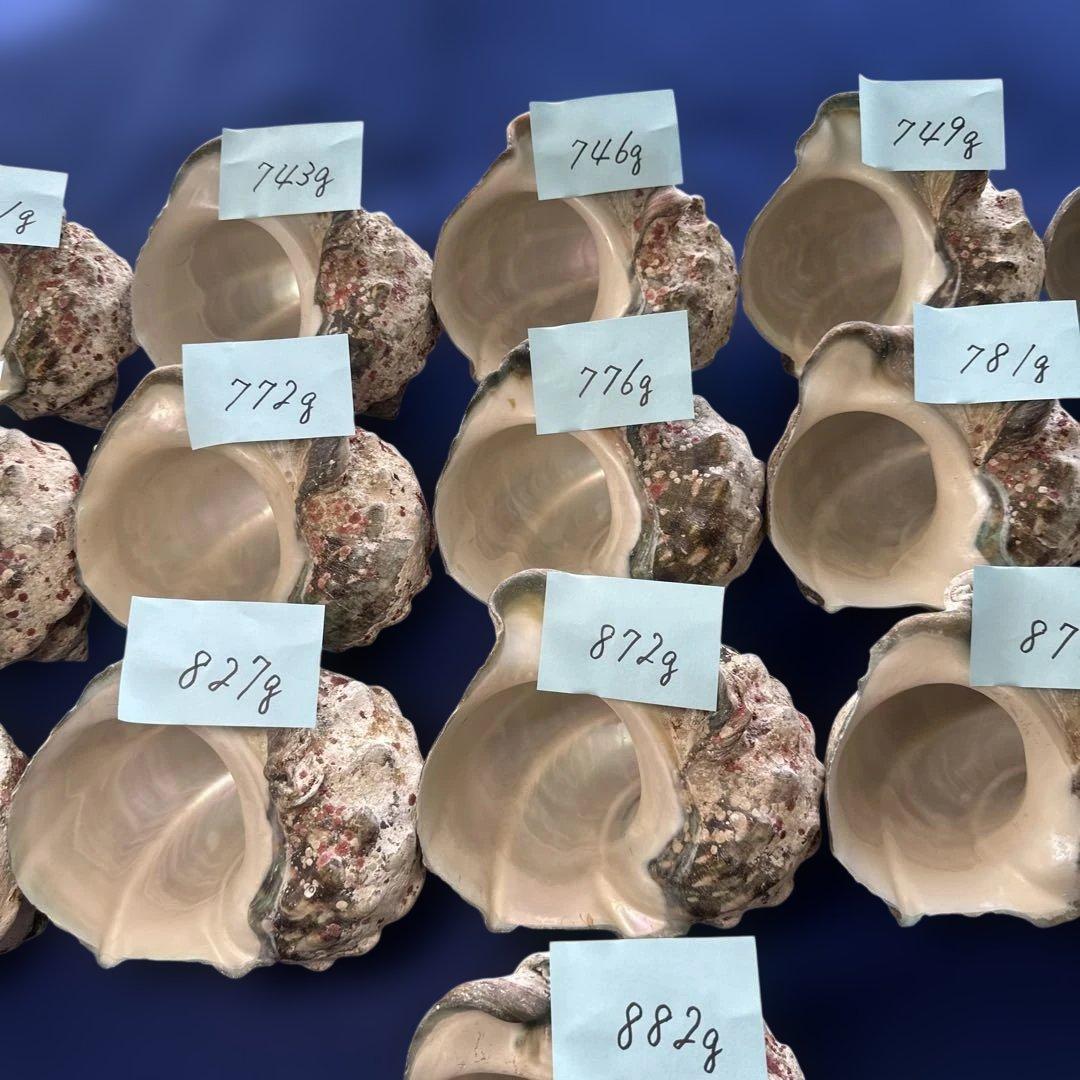 夜光貝　ヤコウ貝　まとめ売り　16個　12、7kg アクセサリー　ルアー
