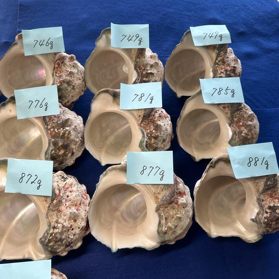 夜光貝　ヤコウ貝　まとめ売り　16個　12、7kg アクセサリー　ルアー