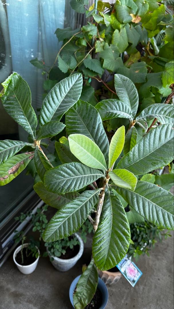 ①枇杷の木 枇杷の葉 ビワ　びわの苗木 びわの木 果樹苗 ビワの木　びわの葉