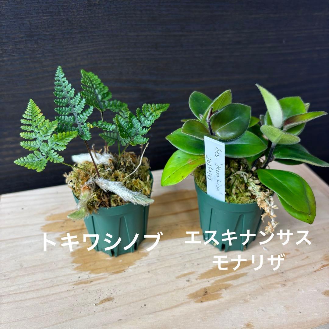 コルク着生にオススメ着生植物6種類セットＡ