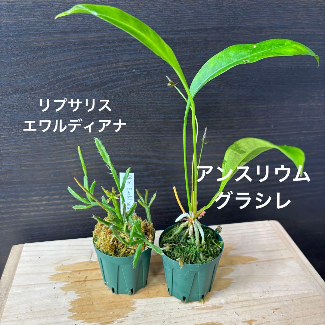 コルク着生にオススメ着生植物6種類セットＡ