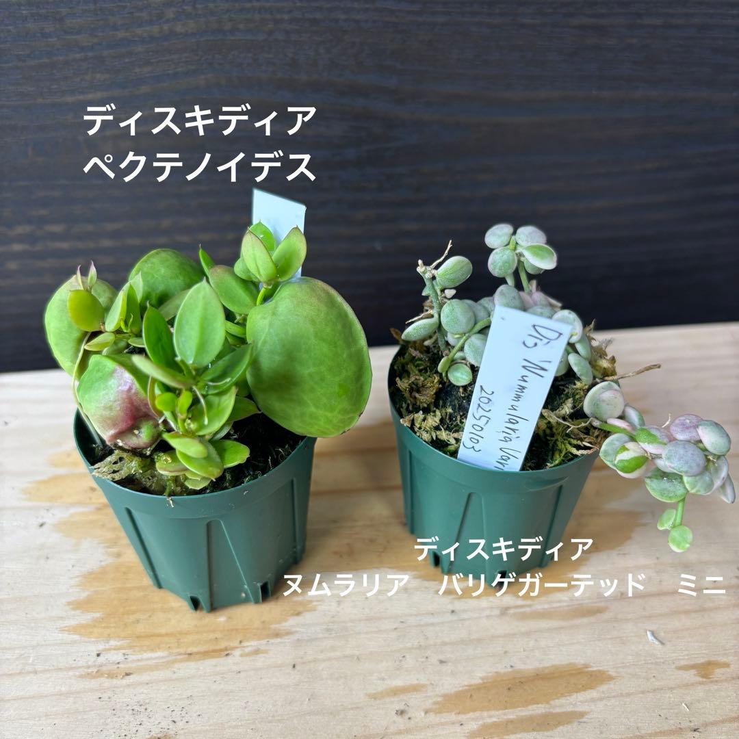 コルク着生にオススメ着生植物6種類セットＡ