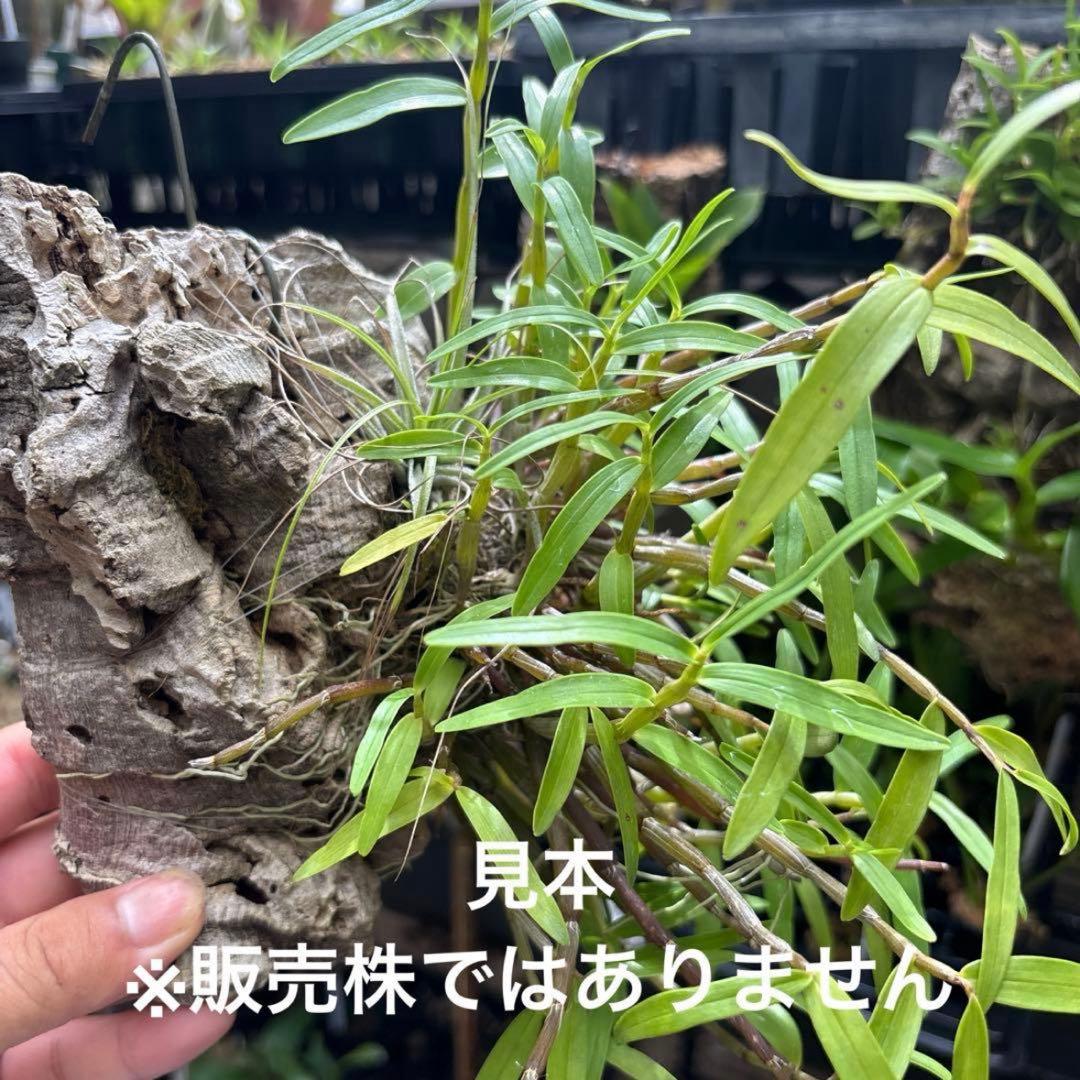 コルク着生にオススメ着生植物6種類セットＡ
