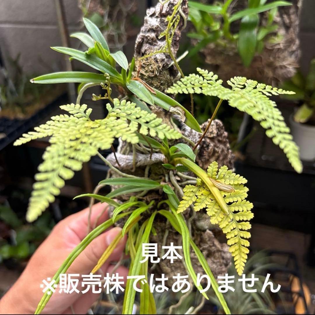 コルク着生にオススメ着生植物6種類セットＡ