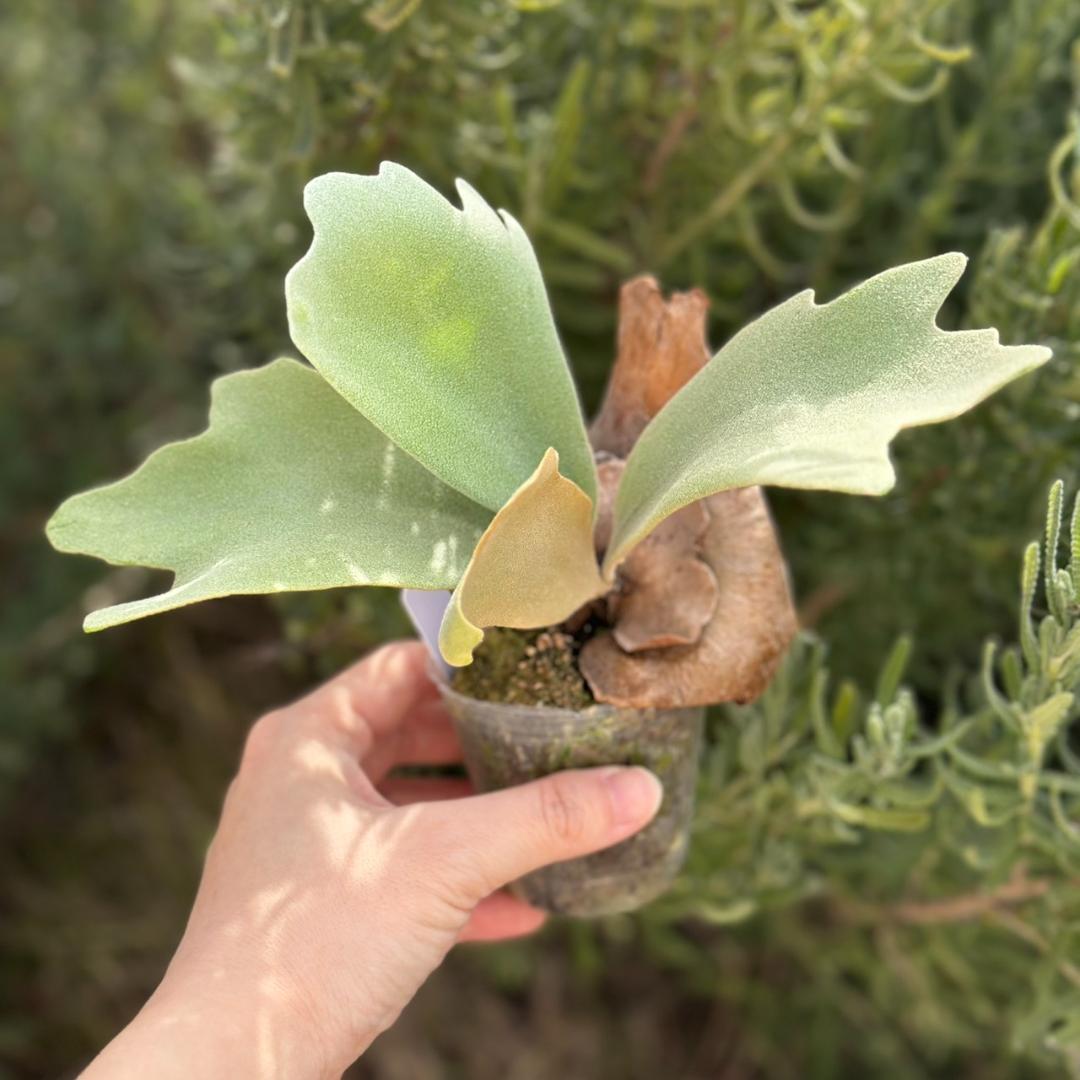 ビカクシダ P.willinckii Pearl Queen Spore 09