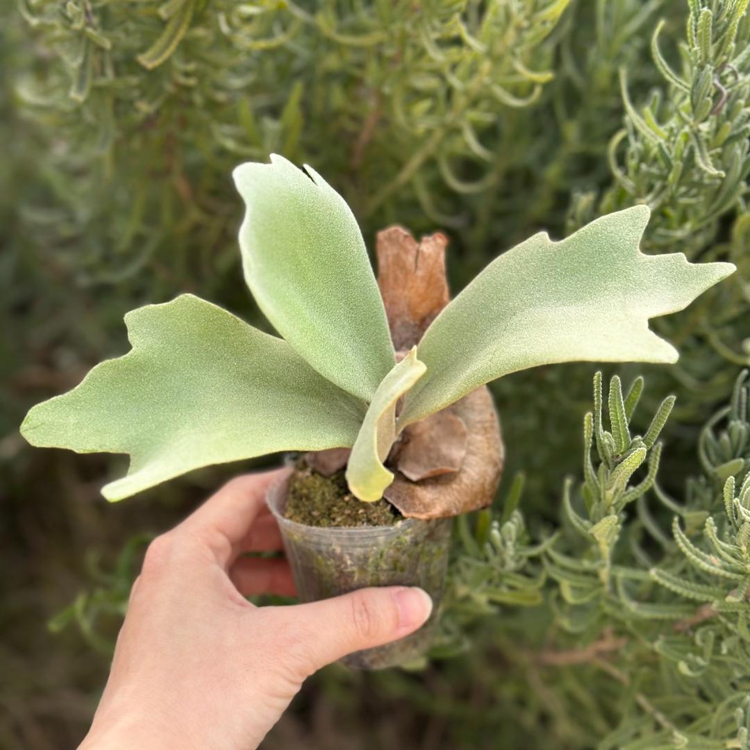 ビカクシダ P.willinckii Pearl Queen Spore 09