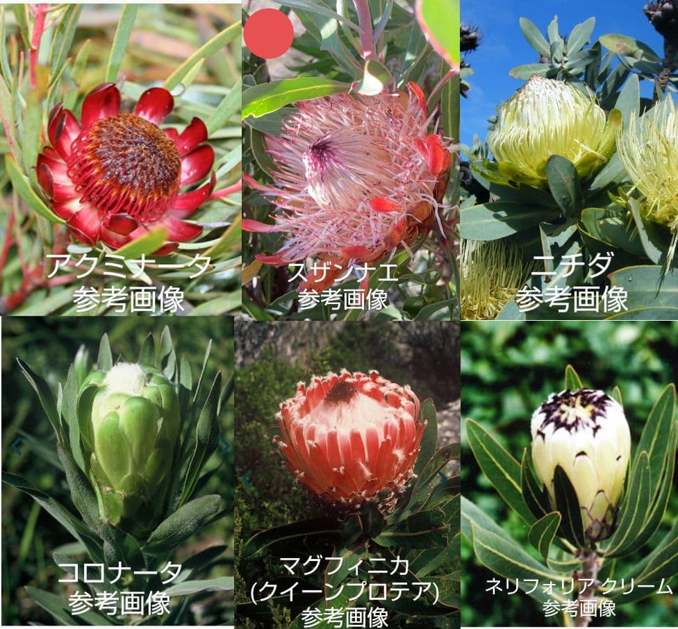 シバタ　プロテア５種苗