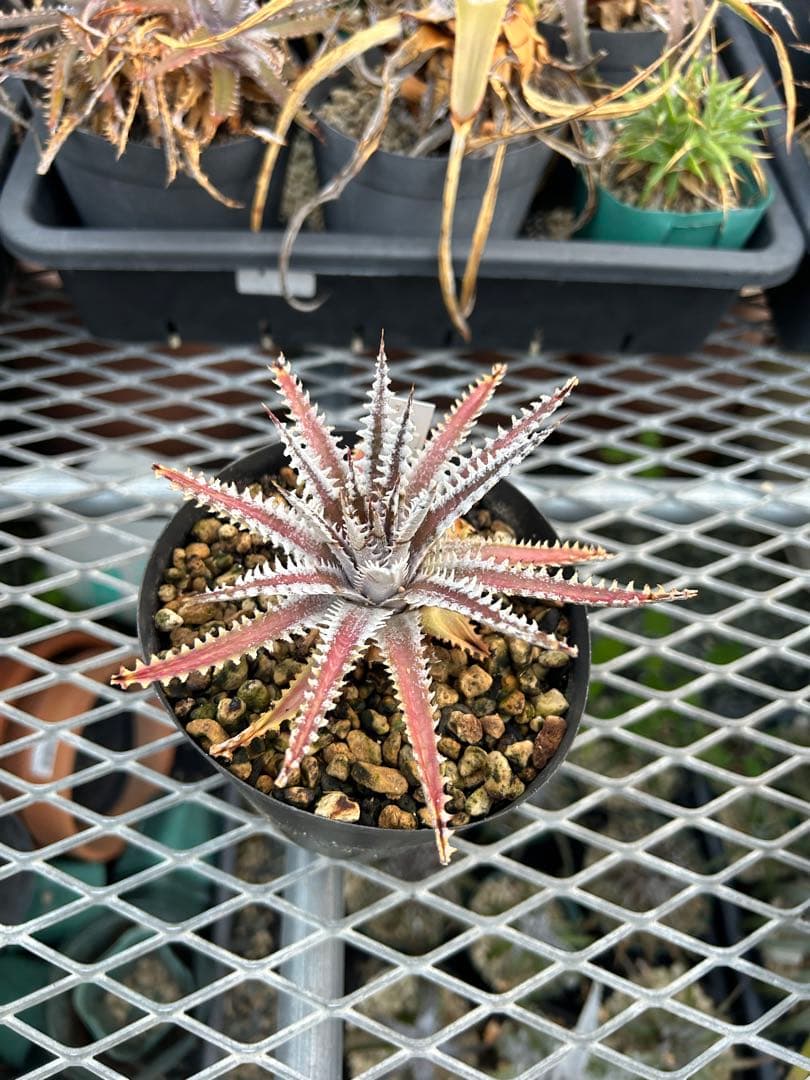 メガレア ビルベイカー ディッキア Dyckia First Cousin ⑶