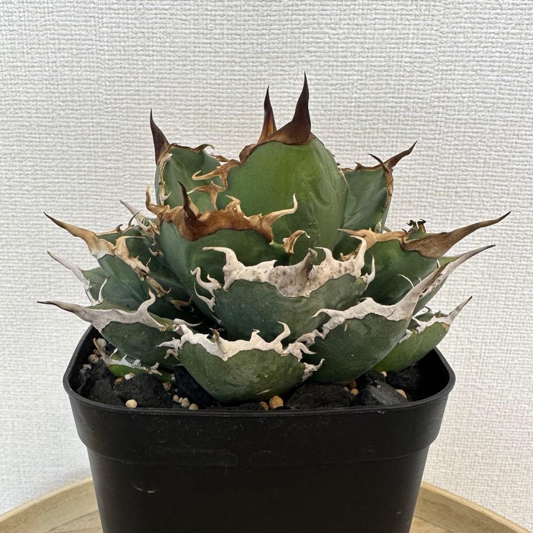 アガベ　阿修羅　アシュラ