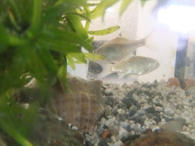和竿　竹竿　タナゴ竿　52ーＥ12