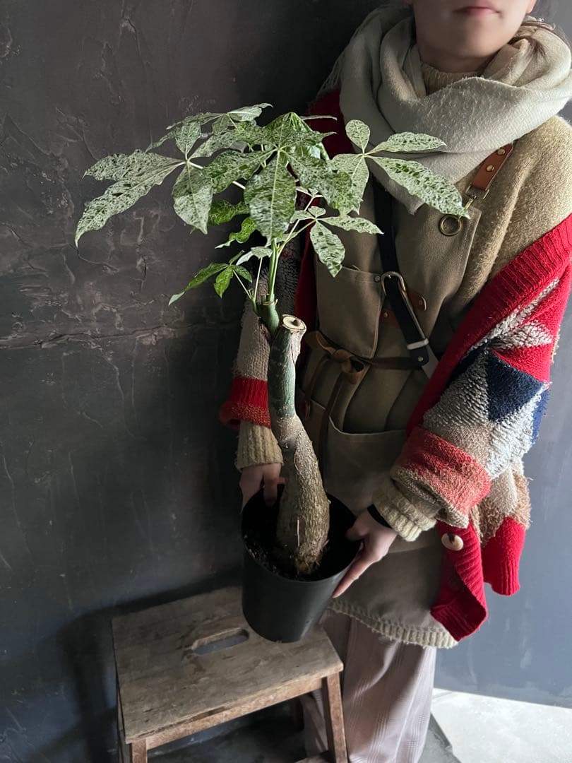 T*T様 斑入り パキラ ミルキーウェイ 深ポリ6号｜観葉植物 インテリアグリー