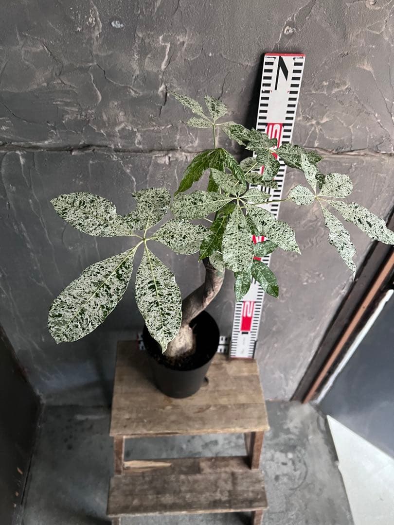 T*T様 斑入り パキラ ミルキーウェイ 深ポリ6号｜観葉植物 インテリアグリー