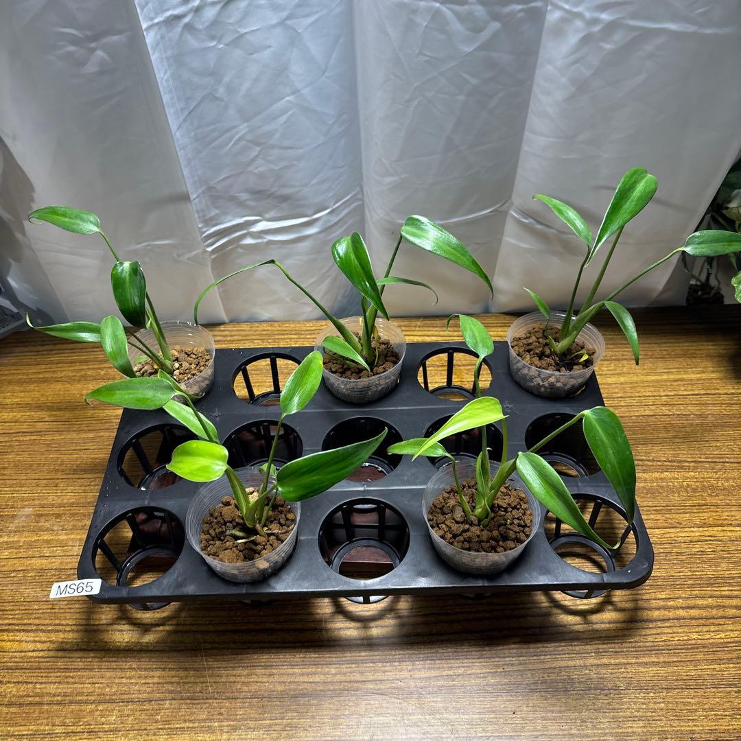ラ*ブ様 5株セットms65モンステラ バールマルクスフレーム