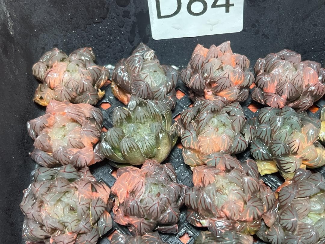 エ*カ様 1 多肉植物 ハオルチア　オブツーサ錦 水中月錦 糊斑 超美品 25株