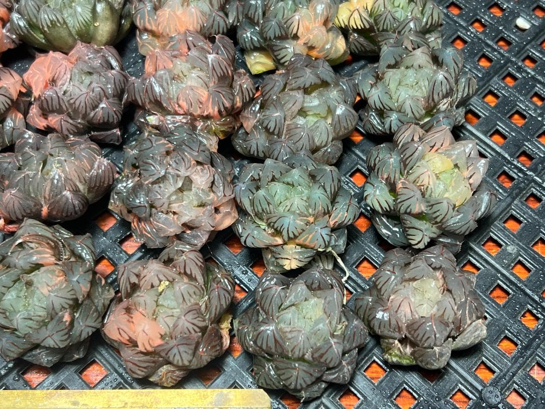エ*カ様 1 多肉植物 ハオルチア　オブツーサ錦 水中月錦 糊斑 超美品 25株