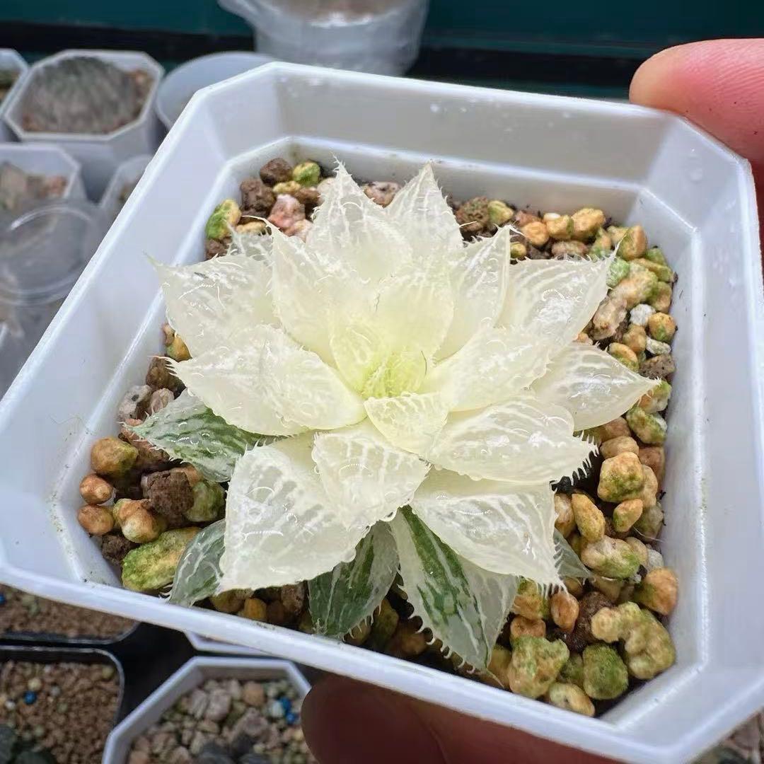 O*Z様 多肉植物　ハオルチア　宝蓮燈オブツーサ錦　親株　糊斑　透明窓