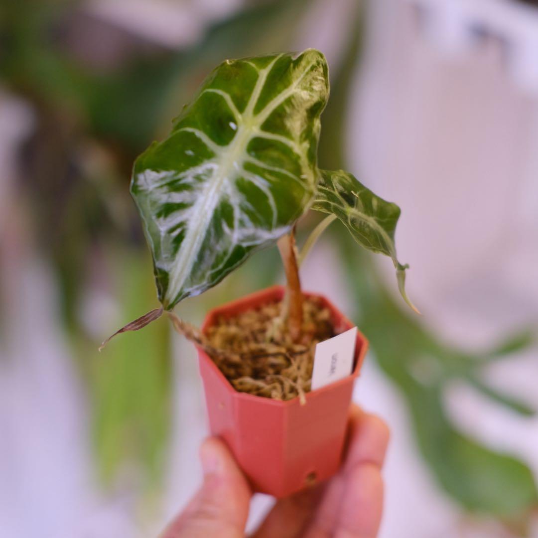 Alocasia ‘Venom’ │ アロカシア・ヴェノム │ 観葉植物