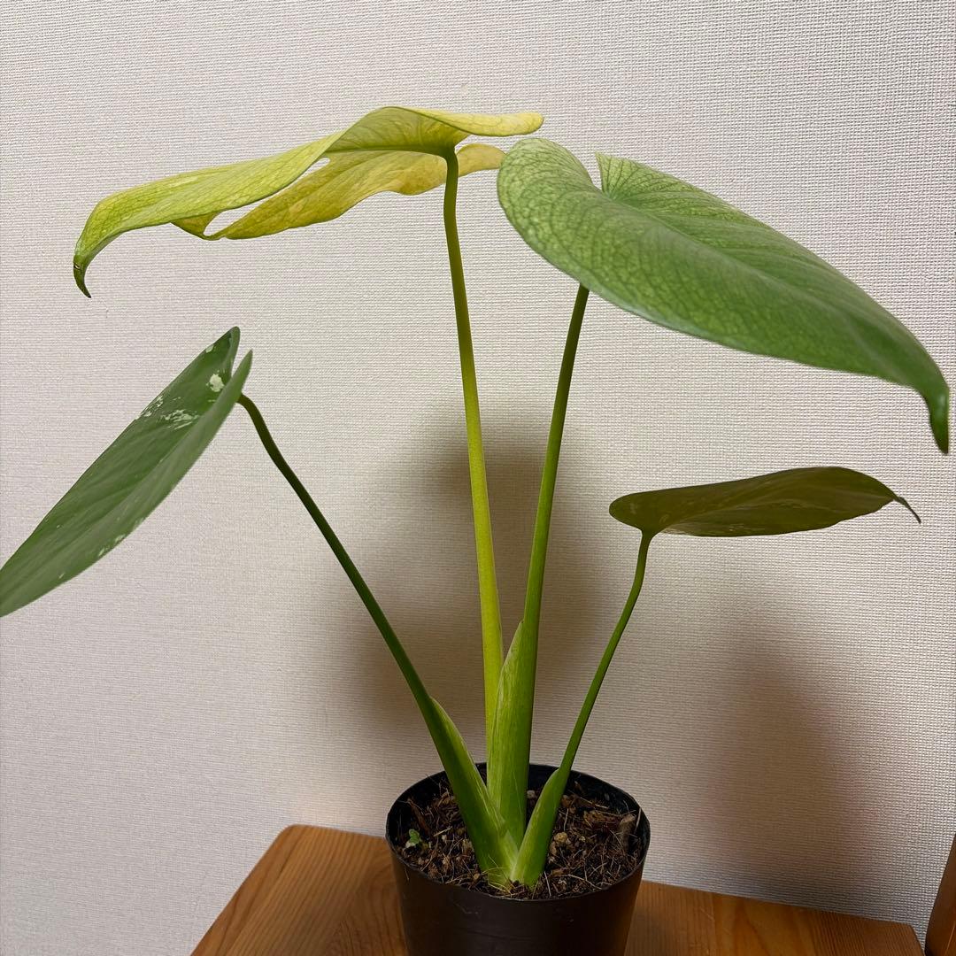 ＊モンステラ　ホワイトモンスター(天津蘭) 4号＊